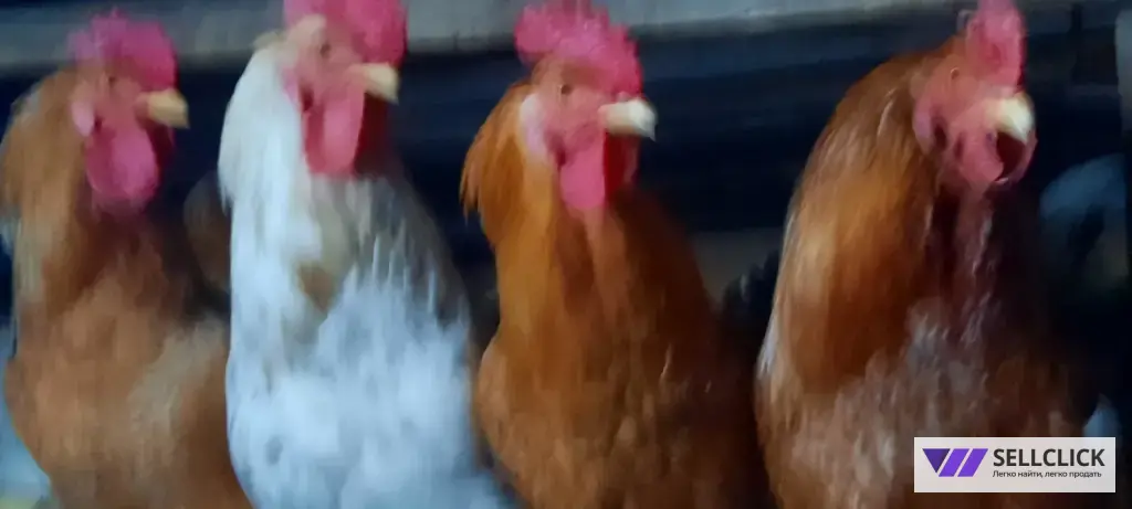 здоровые ,взрослые ,сильные петухи