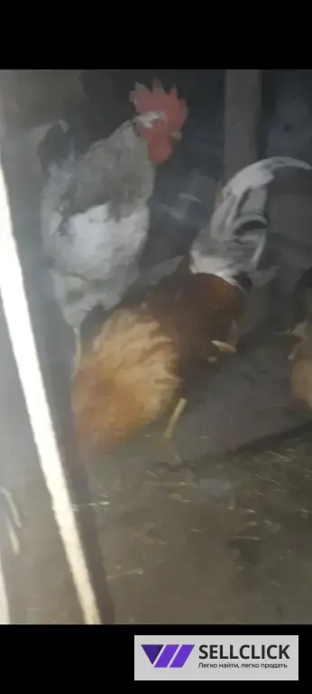 здоровые ,взрослые ,сильные петухи