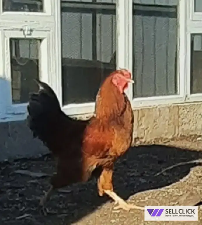 здоровые ,взрослые ,сильные петухи