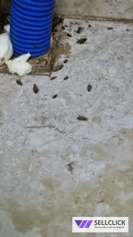 Дезинфекция. Тараканы, клопы,клещи, грызуны