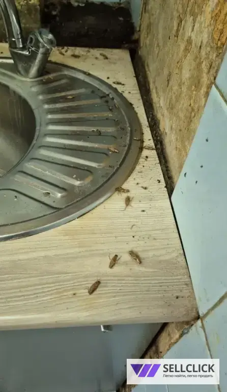 Дезинфекция. Тараканы, клопы,клещи, грызуны