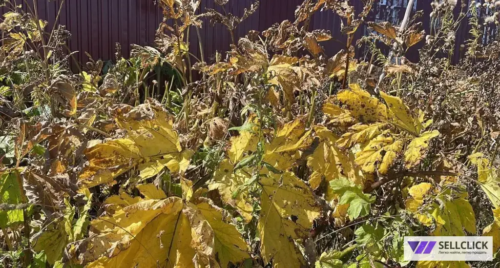 Дезинфекция. Тараканы, клопы,клещи, грызуны