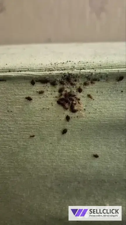 Дезинфекция. Тараканы, клопы,клещи, грызуны