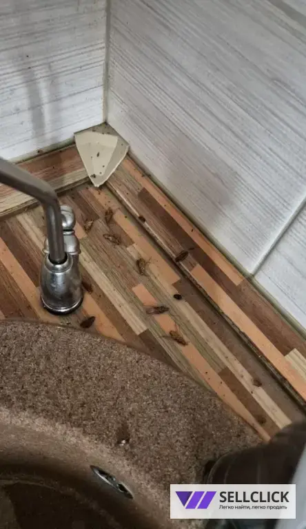 Дезинфекция. Тараканы, клопы,клещи, грызуны