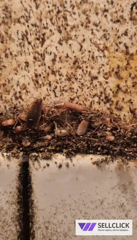 Дезинфекция. Тараканы, клопы,клещи, грызуны