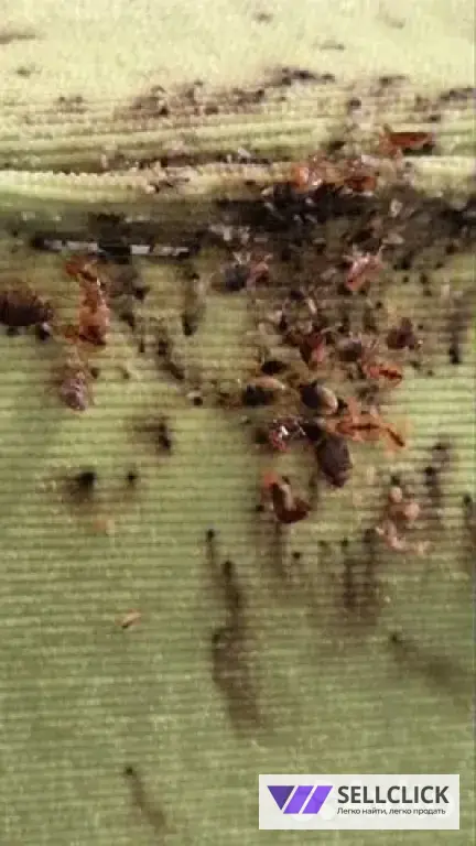 Дезинфекция. Тараканы, клопы,клещи, грызуны