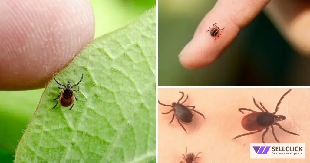 Обработка участка от клещей