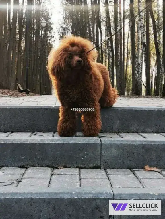Той пудель ,вязка.