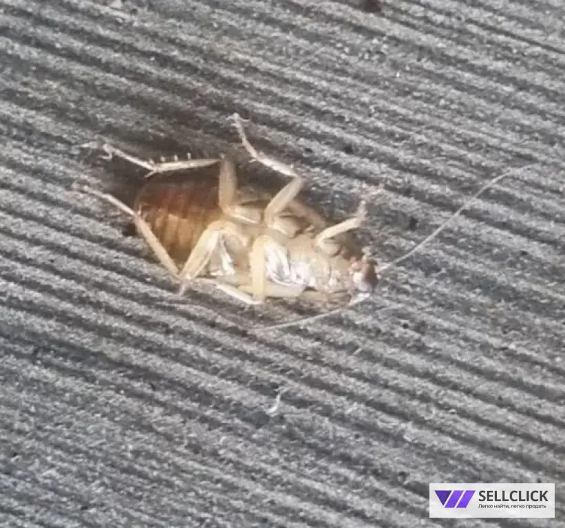 Дезинфекция. Уничтожение клопов и тараканов