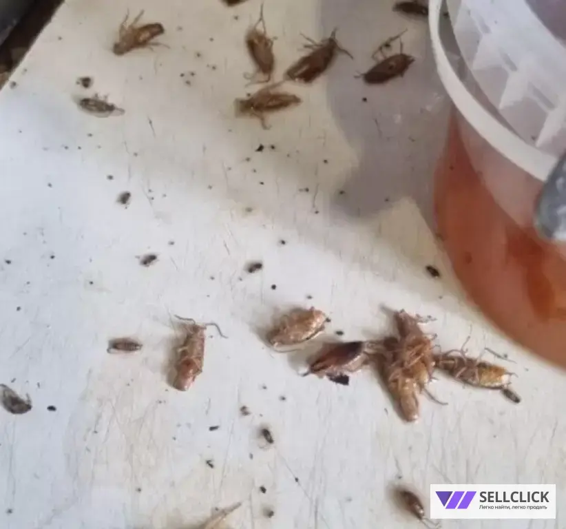 Дезинфекция. Уничтожение клопов и тараканов