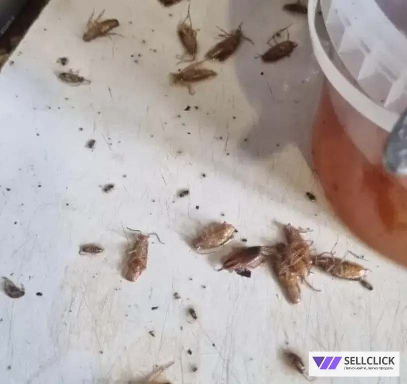 Дезинфекция. Уничтожение клопов и тараканов