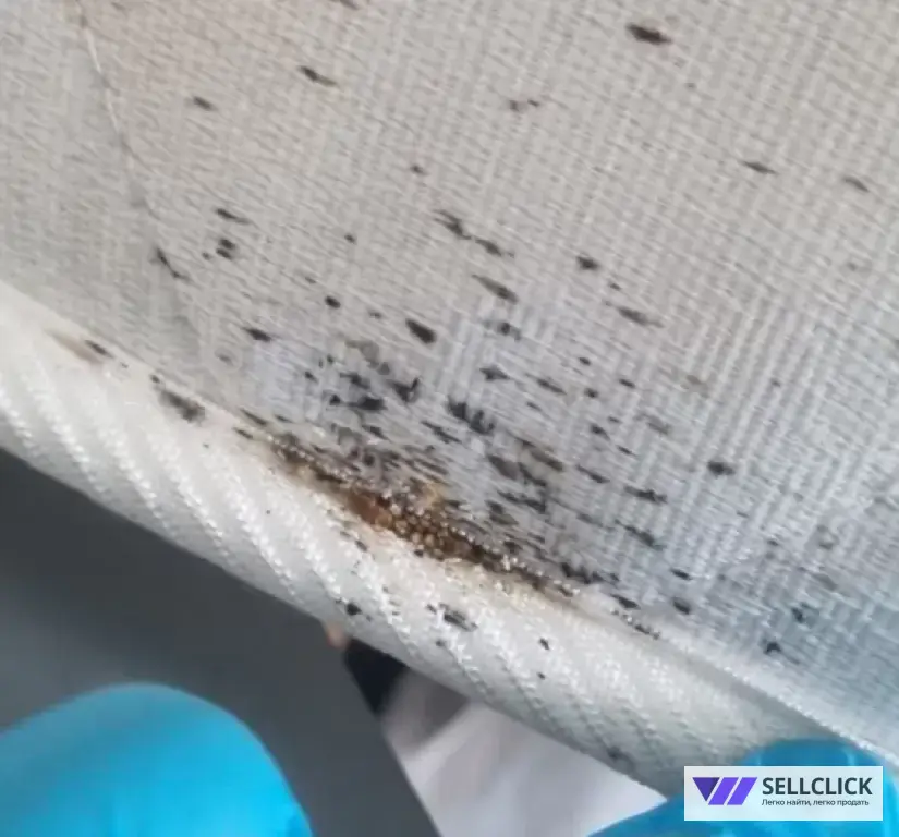 Дезинфекция. Уничтожение клопов и тараканов