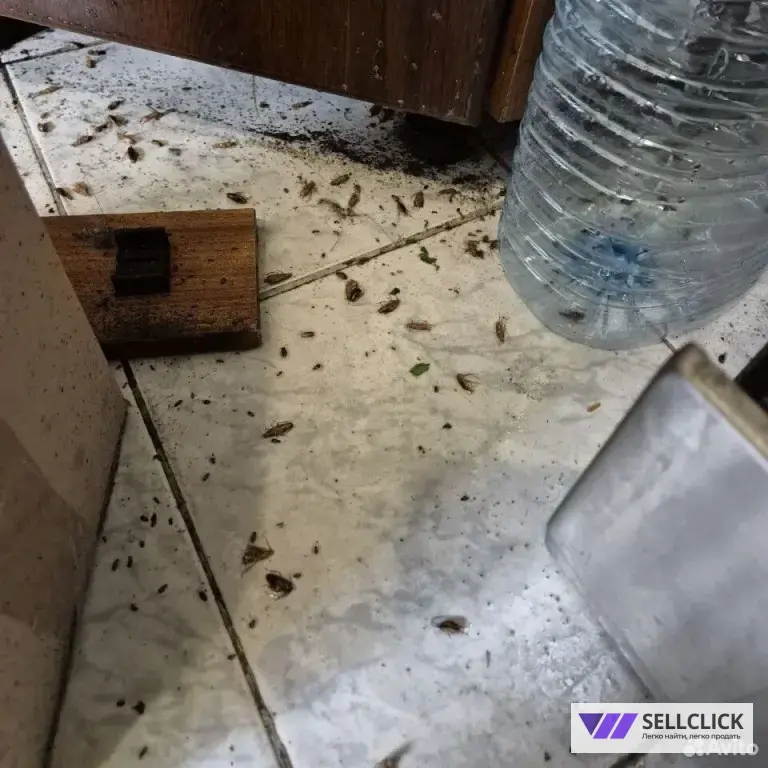 Дезинфекция. Уничтожение клопов и тараканов