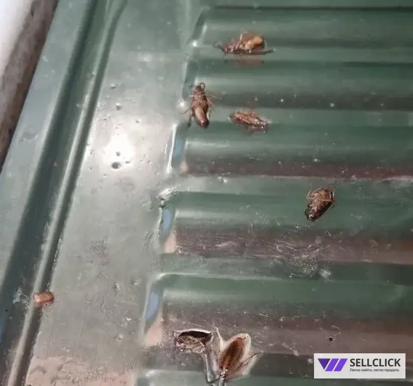 Дезинфекция. Уничтожение клопов и тараканов