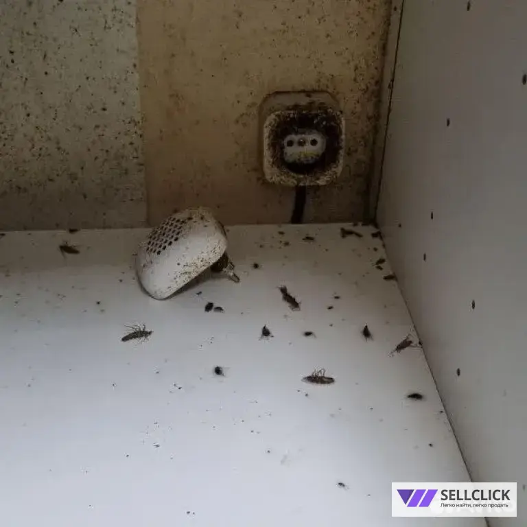 Дезинфекция. Уничтожение клопов и тараканов