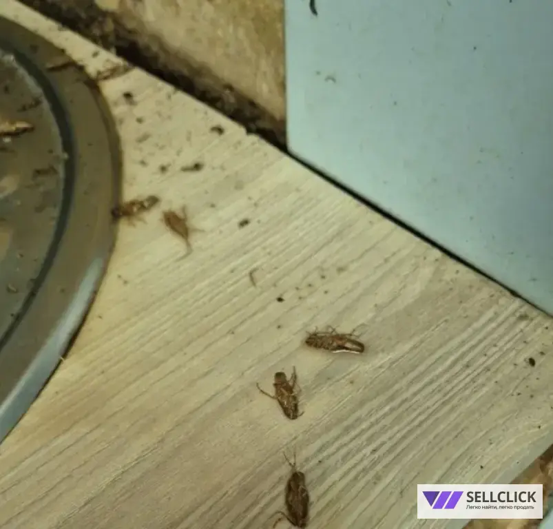 Дезинфекция. Уничтожение клопов и тараканов