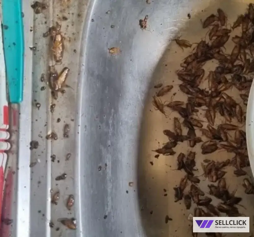 Дезинфекция. Уничтожение клопов и тараканов