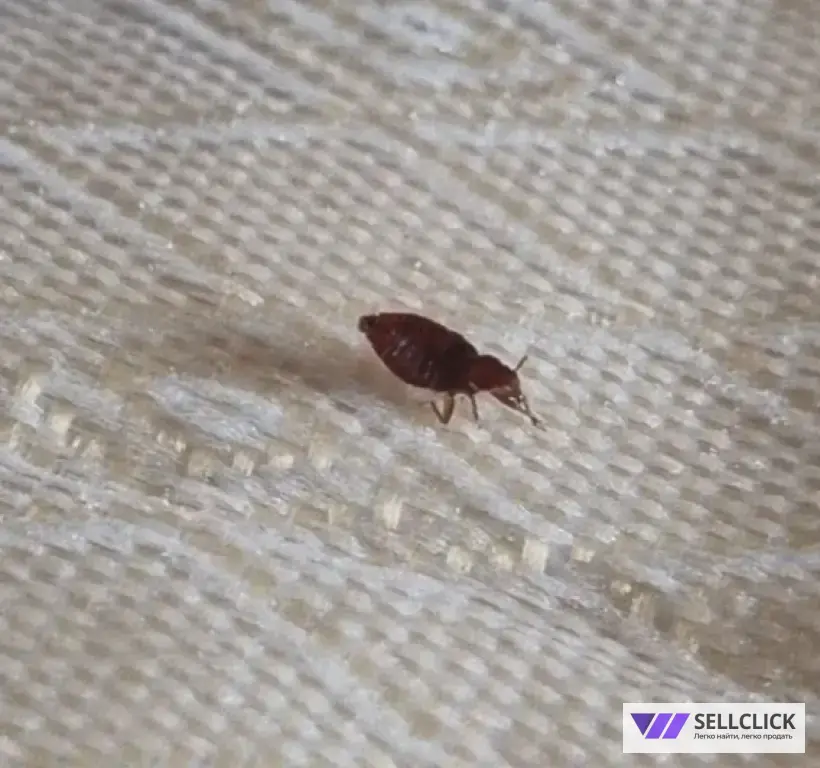 Дезинфекция. Уничтожение клопов и тараканов