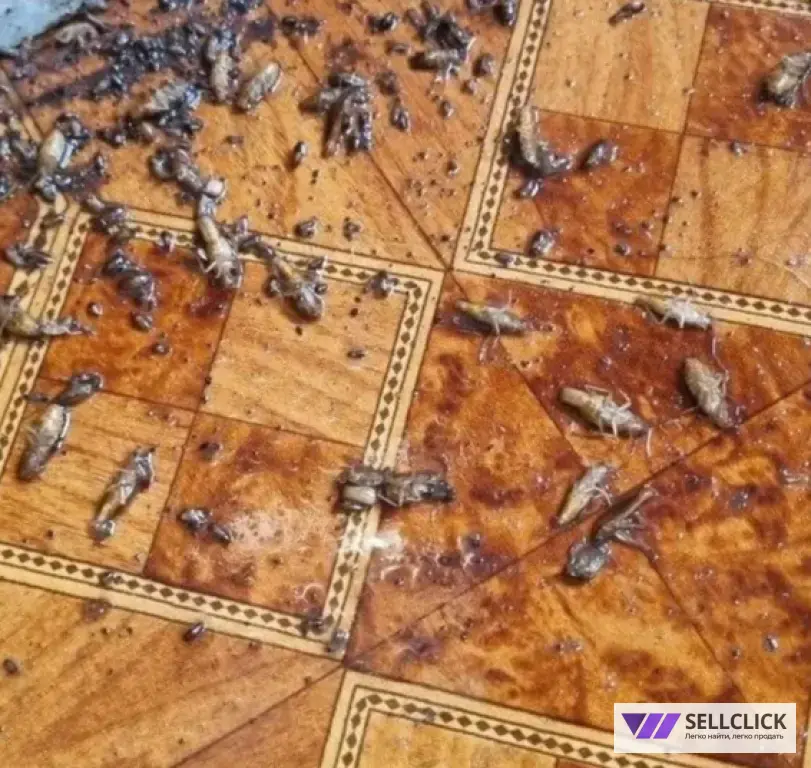 Дезинфекция. Уничтожение клопов и тараканов