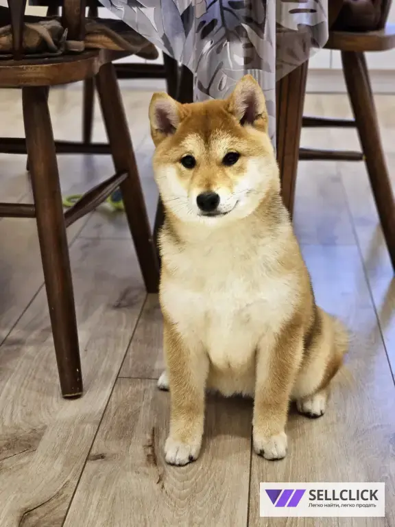 сиба ину девочка
