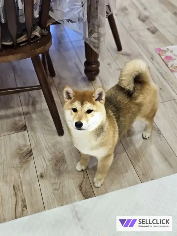 сиба ину девочка