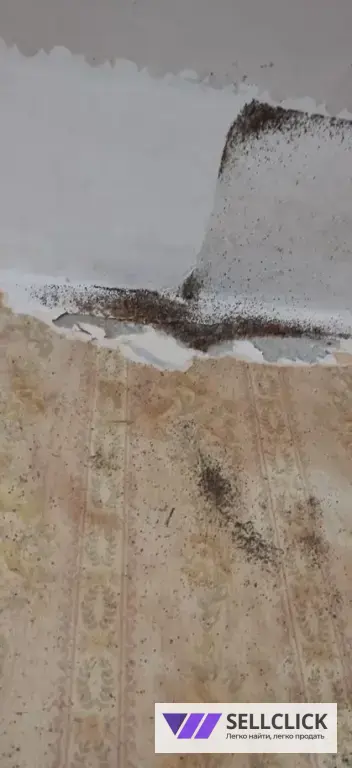 Дезинфекция. Тараканы, клопы,клещи, грызуны