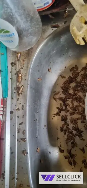 Дезинфекция. Тараканы, клопы,клещи, грызуны