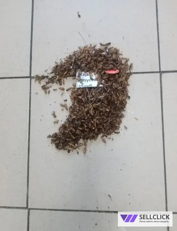 Дезинфекция. Тараканы, клопы,клещи, грызуны