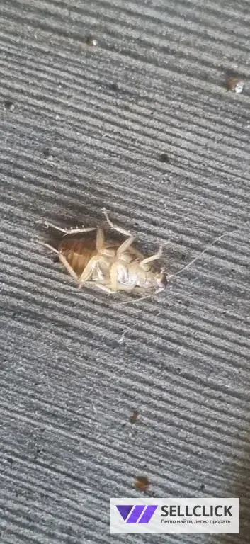 Дезинфекция. Тараканы, клопы,клещи, грызуны