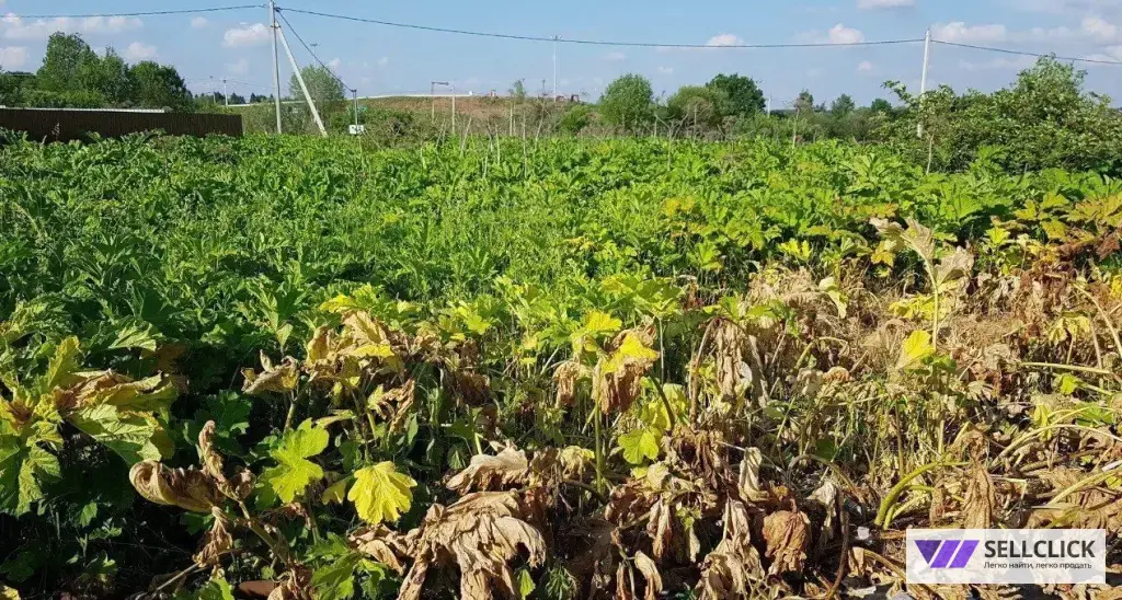 Уничтожение борщевика на участке