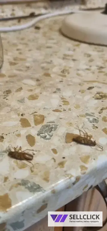 Дезинфекция. Тараканы, клопы,клещи, грызуны