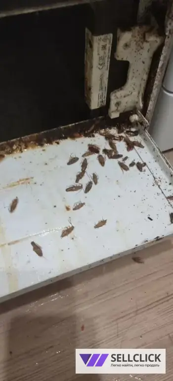 Обработка от тараканов, клопов, грызунов