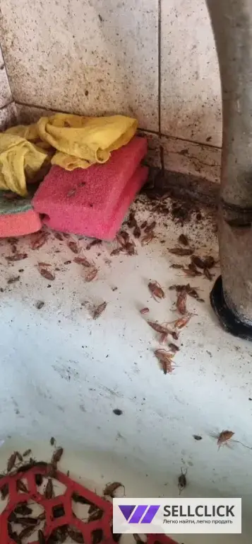 Дезинфекция. Тараканы, клопы,клещи, грызуны