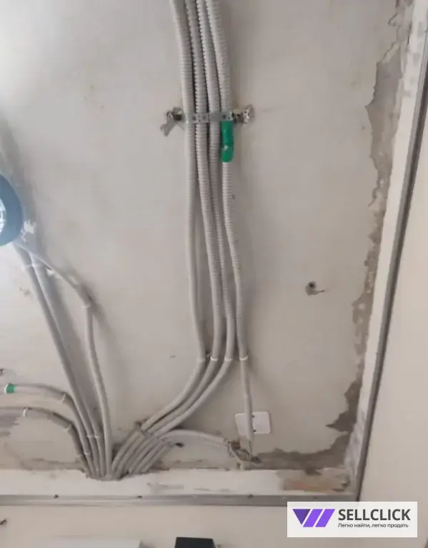 Дезинфекция. Тараканы, клопы,клещи, грызуны