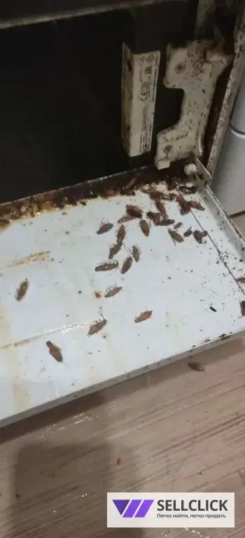 Дезинфекция. Тараканы, клопы,клещи, грызуны