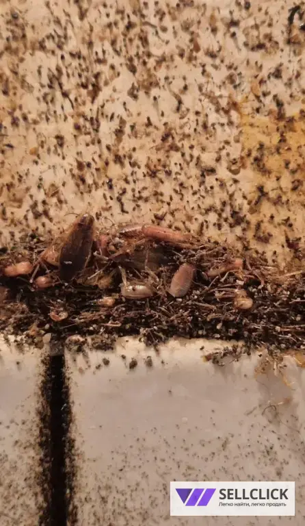 Дезинфекция. Тараканы, клопы,клещи, грызуны