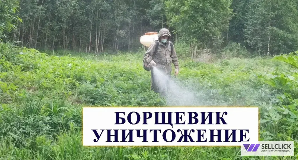Уничтожение борщевика на участке