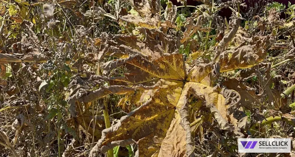 Уничтожение борщевика на участке