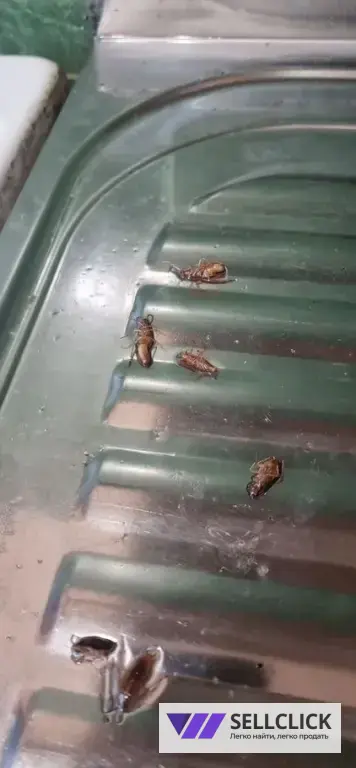 Дезинфекция. Тараканы, клопы,клещи, грызуны