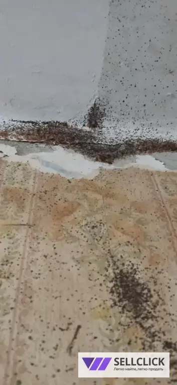 Обработка от тараканов, клопов, грызунов