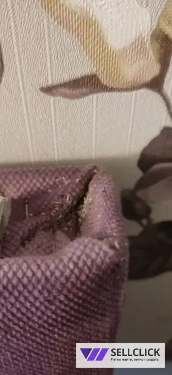 Дезинфекция. Тараканы, клопы,клещи, грызуны