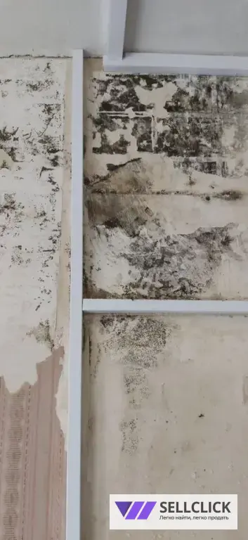 Обработка от тараканов, клопов, грызунов