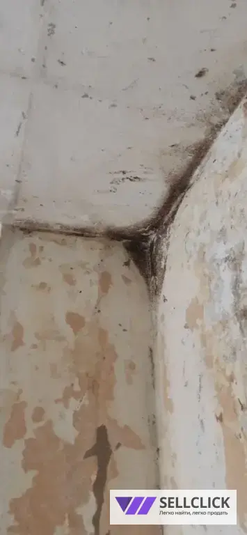 Дезинфекция. Тараканы, клопы,клещи, грызуны