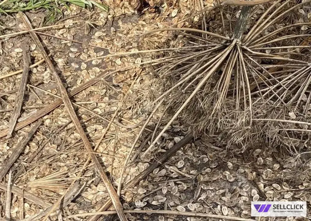 Уничтожение борщевика на участке