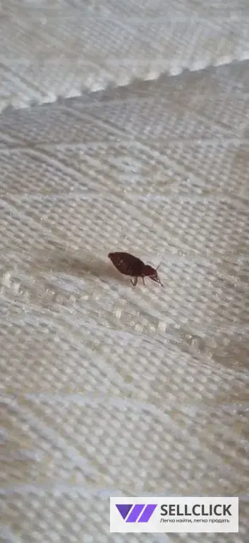 Дезинфекция. Тараканы, клопы,клещи, грызуны