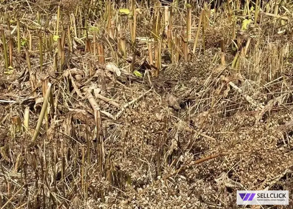 Уничтожение борщевика на участке