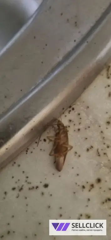 Обработка от тараканов, клопов, грызунов