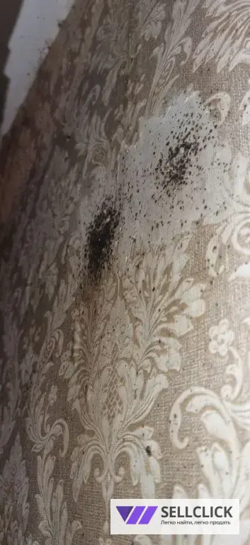 Дезинфекция. Тараканы, клопы,клещи, грызуны