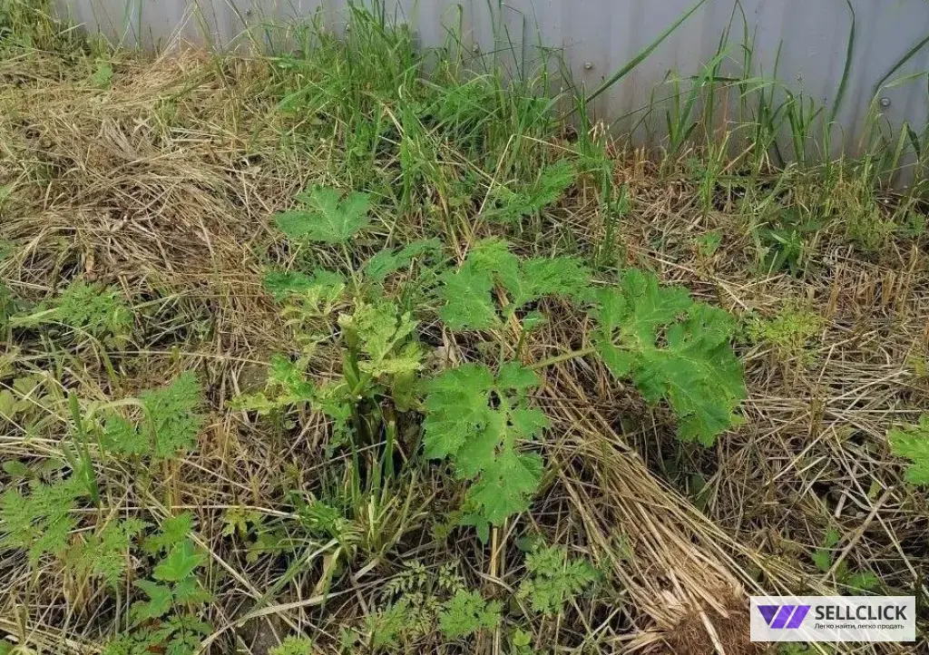 Уничтожение борщевика на участке