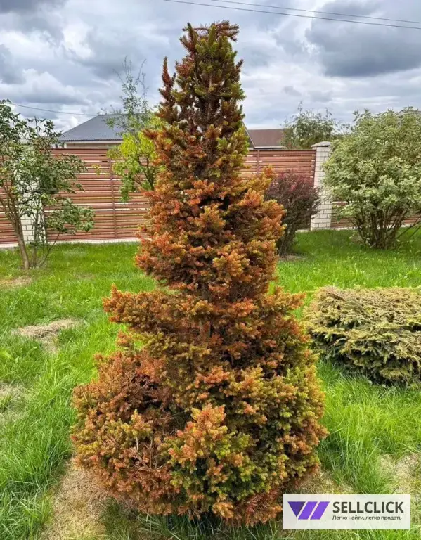 Дезинфекция. Тараканы, клопы,клещи, грызуны